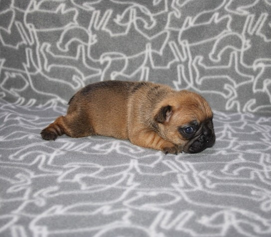 du berger de la vallée des géants - Chiots disponibles - Bouledogue français