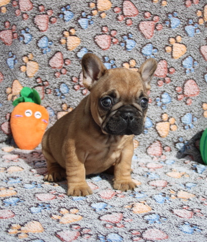 du berger de la vallée des géants - Chiots disponibles - Bouledogue français