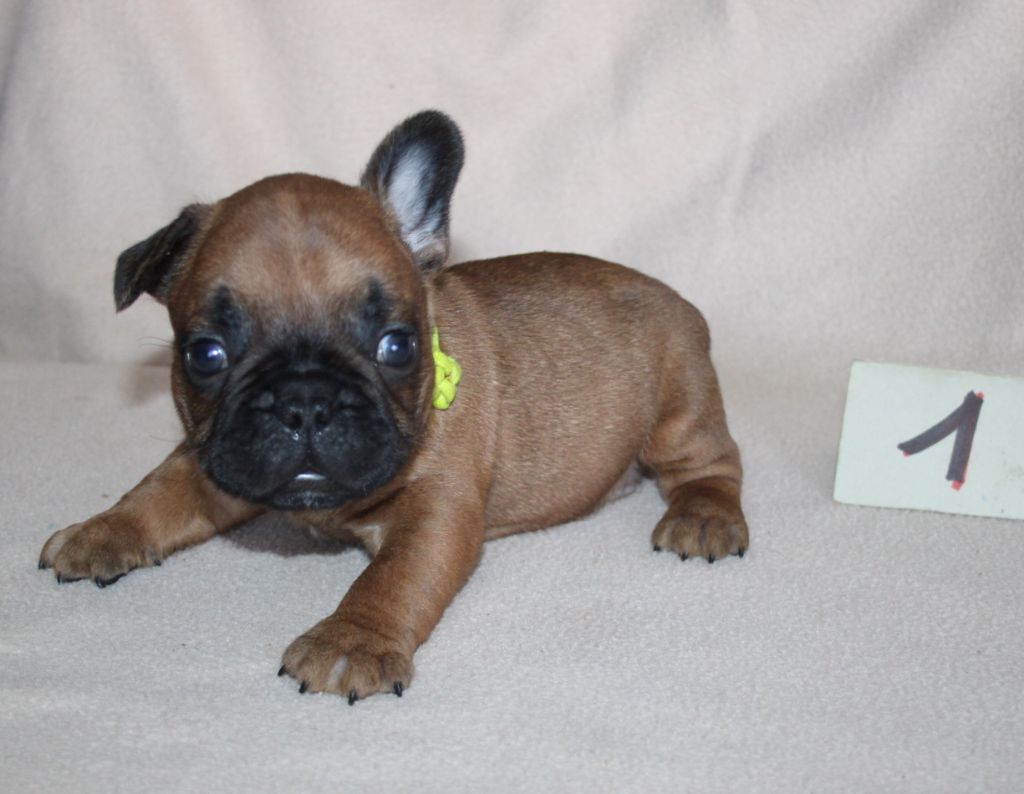 du berger de la vallée des géants - Chiots disponibles - Bouledogue français