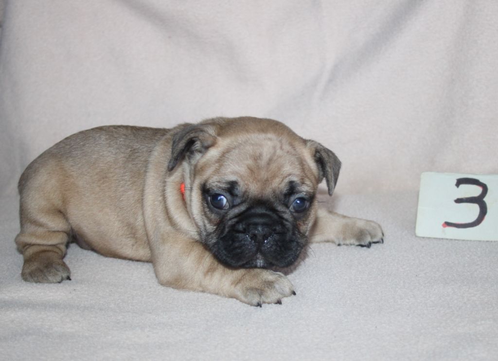 du berger de la vallée des géants - Chiots disponibles - Bouledogue français