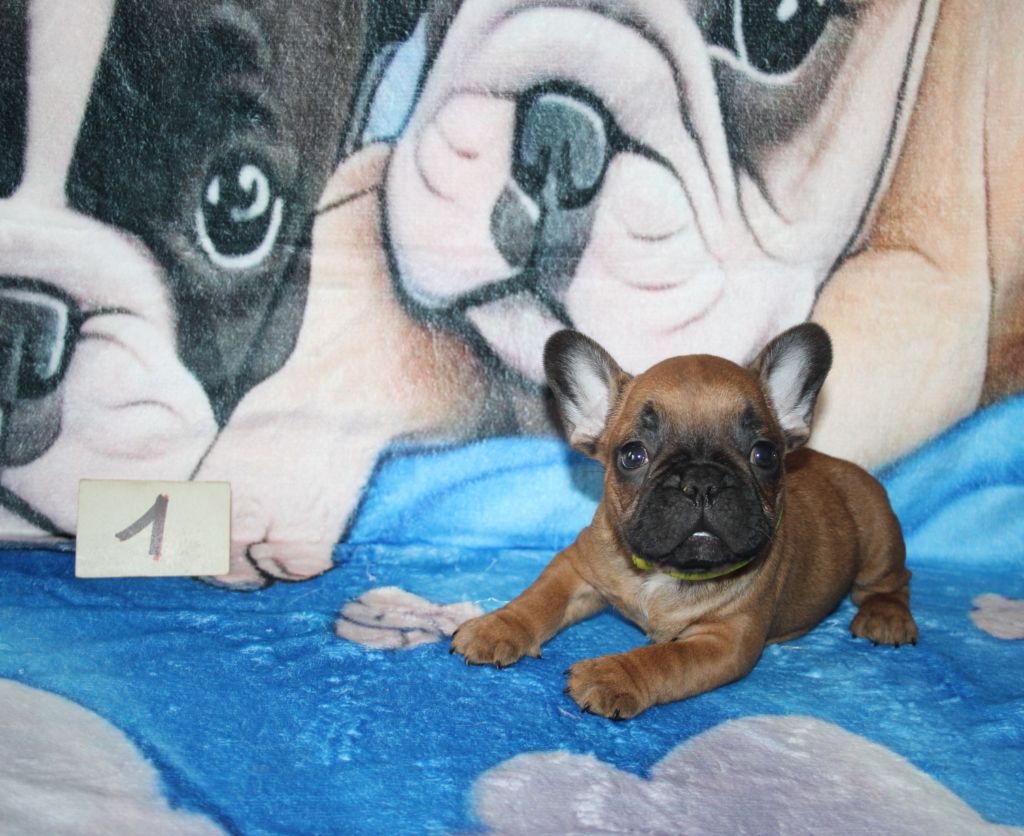 du berger de la vallée des géants - Chiots disponibles - Bouledogue français