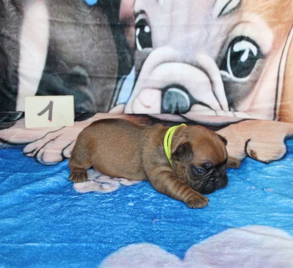 du berger de la vallée des géants - Chiots disponibles - Bouledogue français