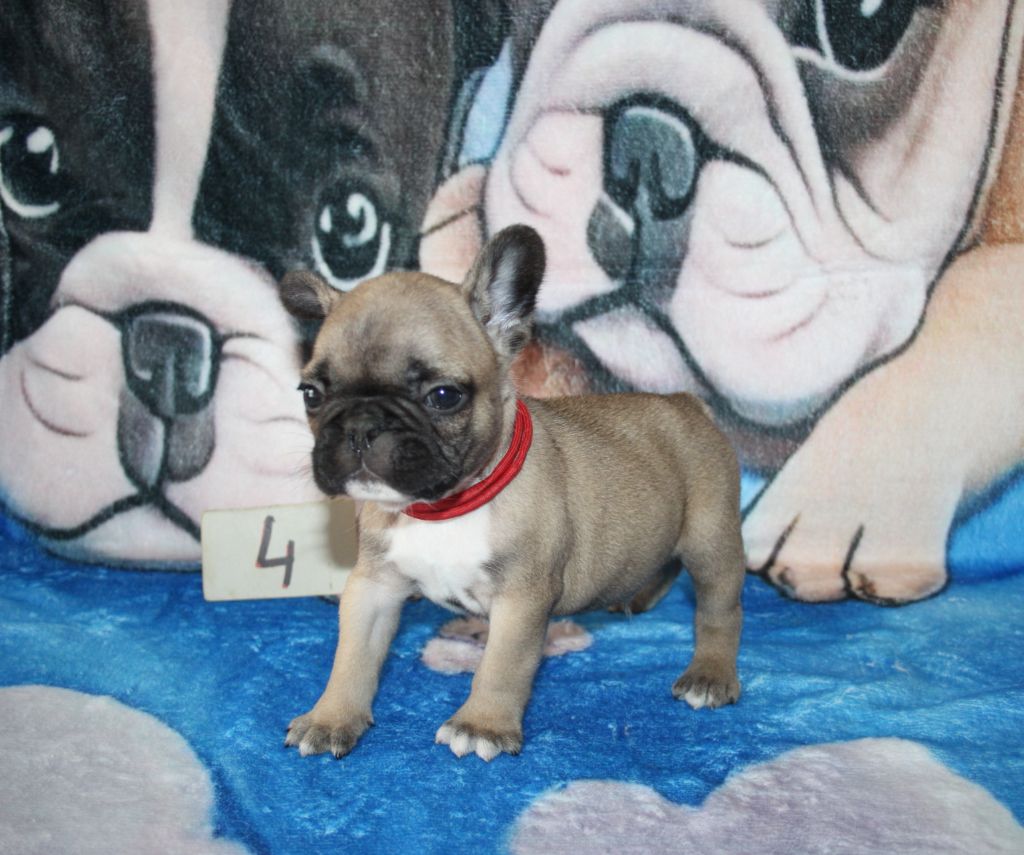 du berger de la vallée des géants - Chiots disponibles - Bouledogue français