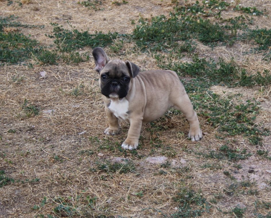 du berger de la vallée des géants - Chiots disponibles - Bouledogue français