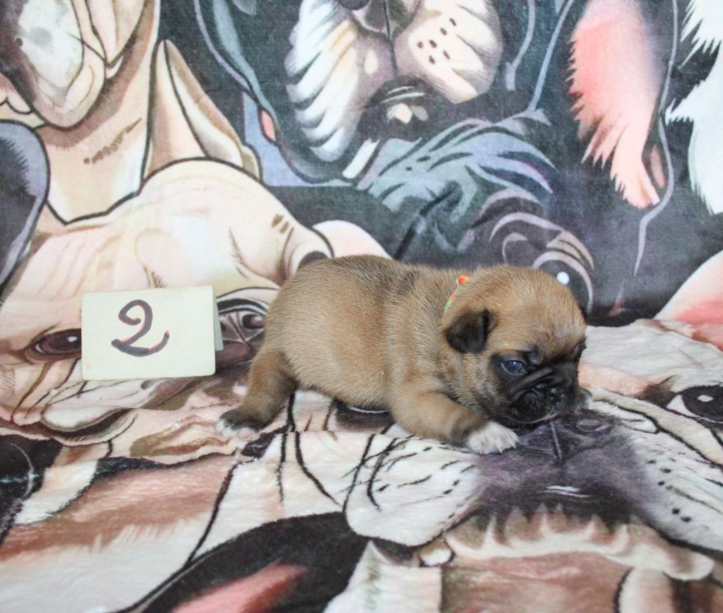 du berger de la vallée des géants - Chiots disponibles - Bouledogue français