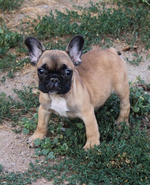 du berger de la vallée des géants - Chiots disponibles - Bouledogue français