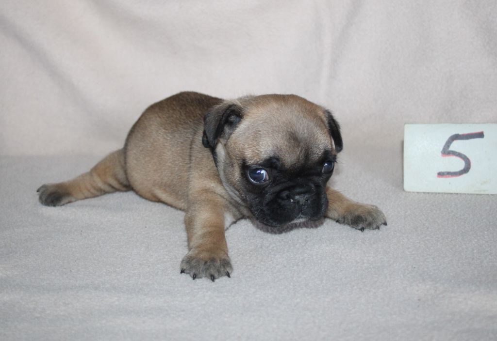 du berger de la vallée des géants - Chiots disponibles - Bouledogue français