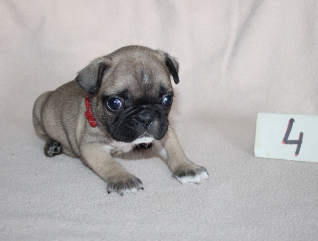 du berger de la vallée des géants - Chiots disponibles - Bouledogue français