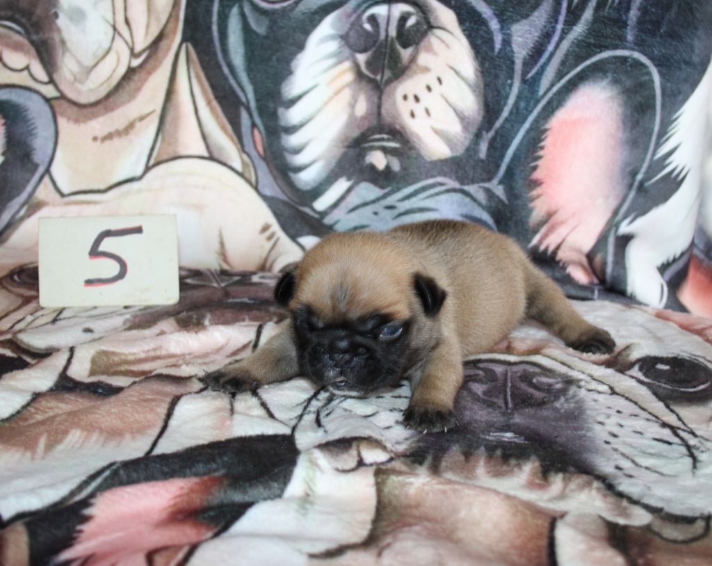 du berger de la vallée des géants - Chiots disponibles - Bouledogue français