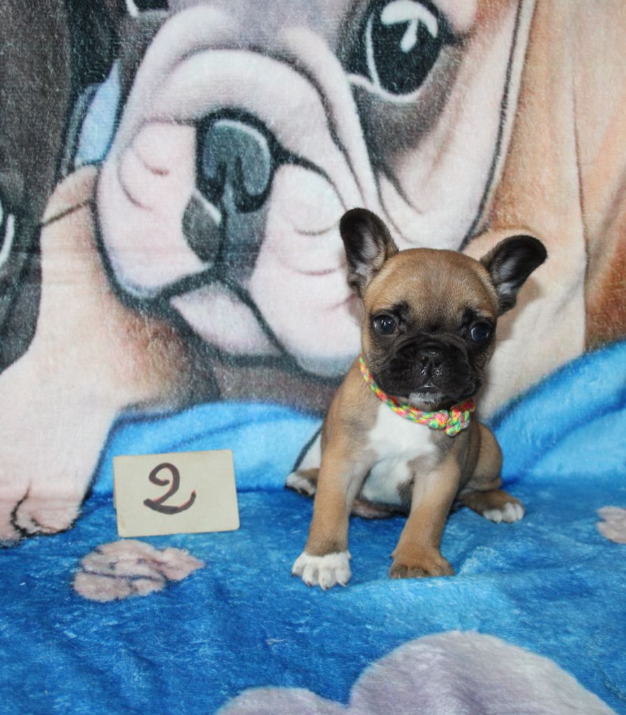 du berger de la vallée des géants - Chiots disponibles - Bouledogue français