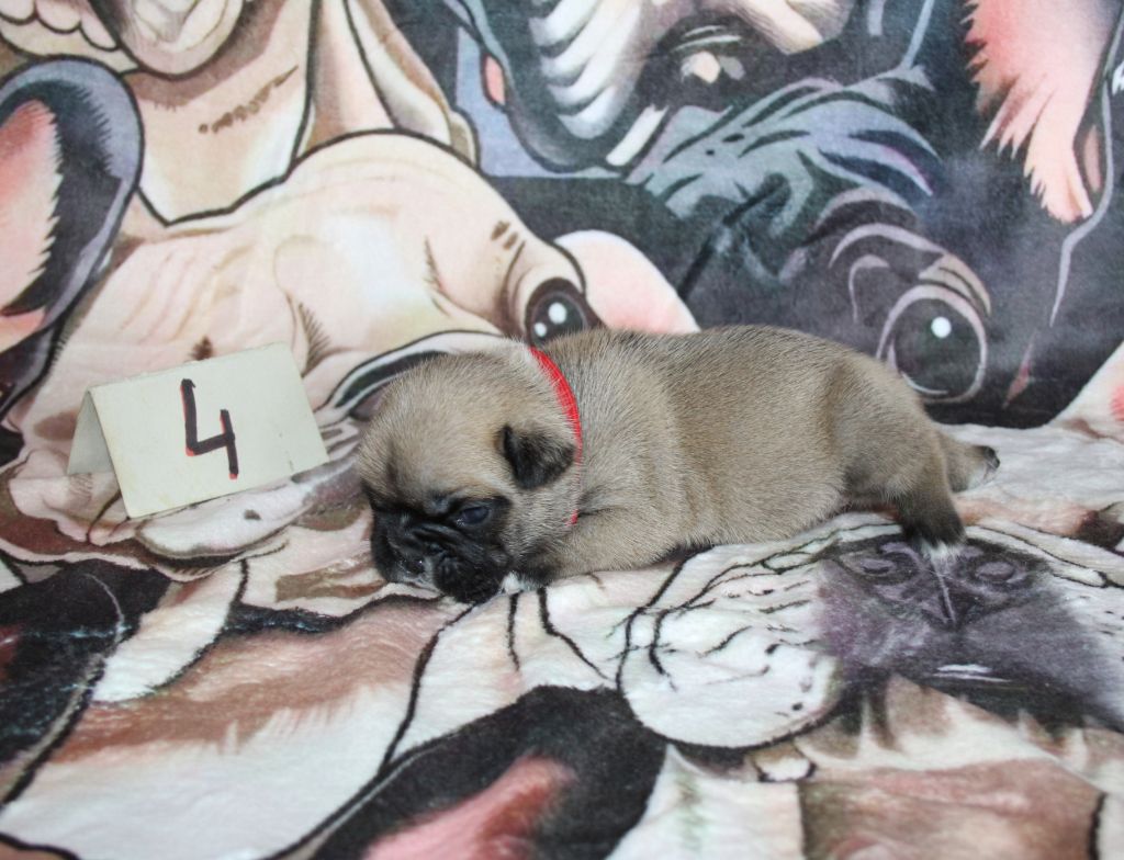 du berger de la vallée des géants - Chiots disponibles - Bouledogue français