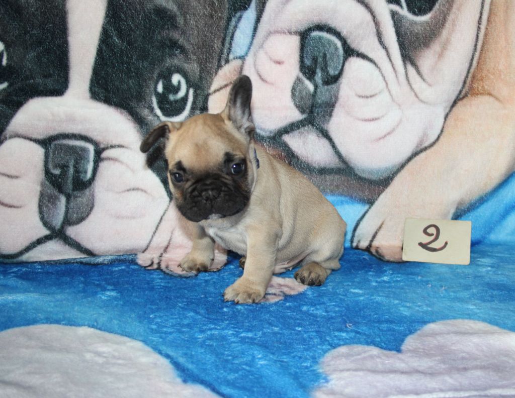 du berger de la vallée des géants - Chiots disponibles - Bouledogue français