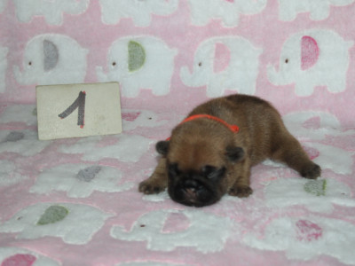 CHIOT 1
