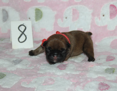 CHIOT 8