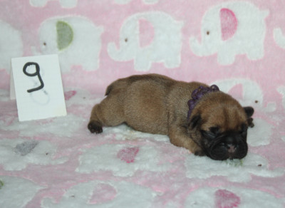 CHIOT 9