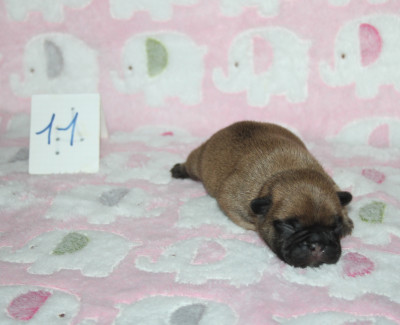 CHIOT 11