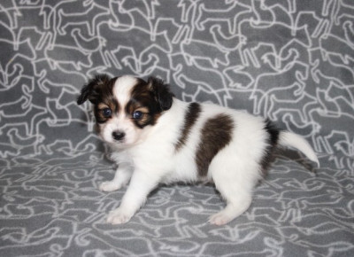 CHIOT 1