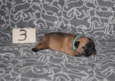 CHIOT 3