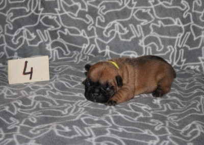 CHIOT 4