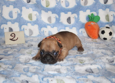CHIOT 2