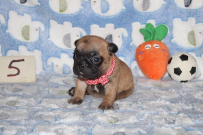 CHIOT 5