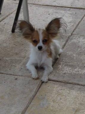 Bess