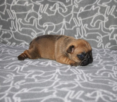 CHIOT 1
