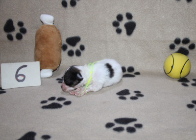 Bella