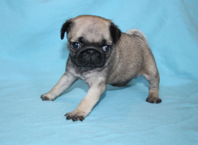CHIOT 1