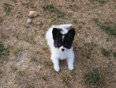 CHIOT 3