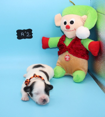 CHIOT 2