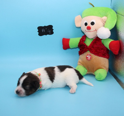 CHIOT 4