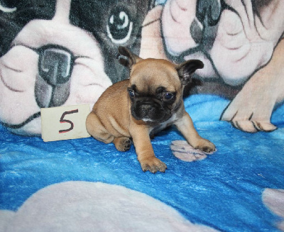 CHIOT 5 / Collier noir