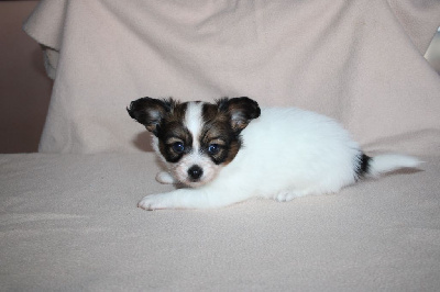 CHIOT 2