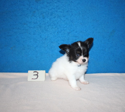 CHIOT 3