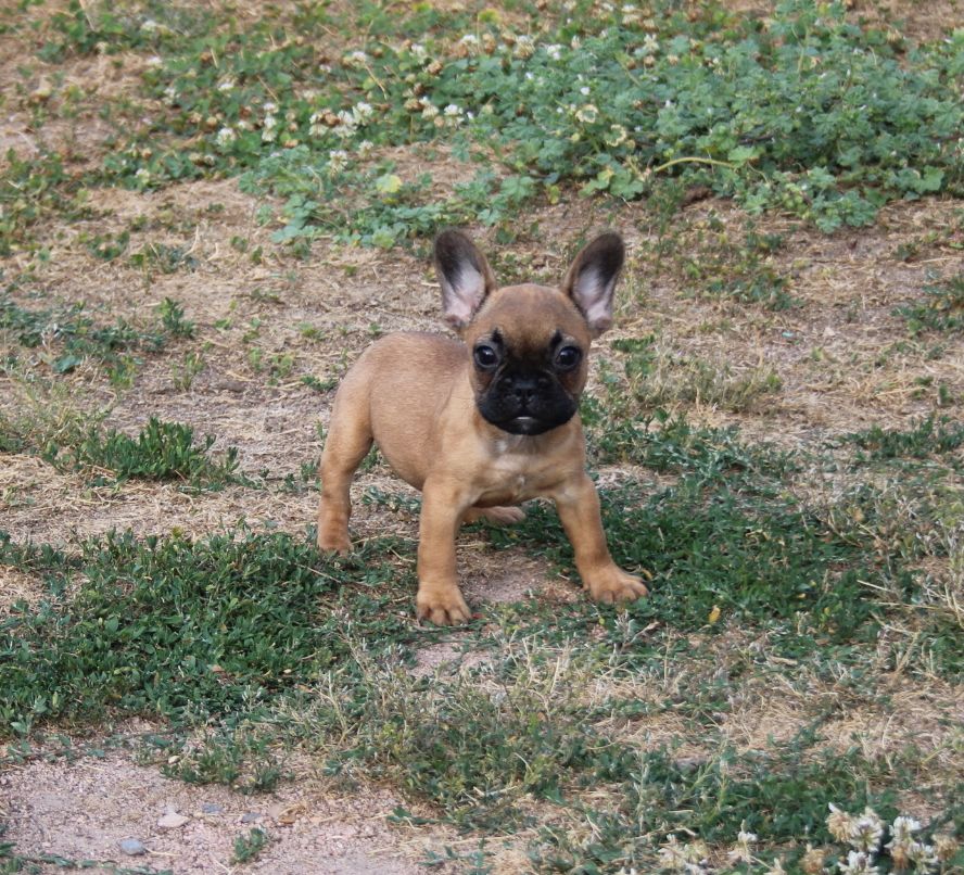 du berger de la vallée des géants - Chiots disponibles - Bouledogue français