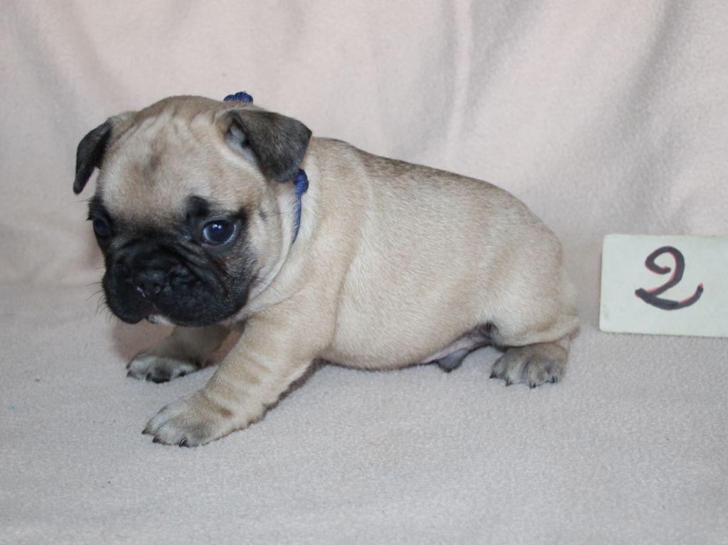 du berger de la vallée des géants - Chiots disponibles - Bouledogue français