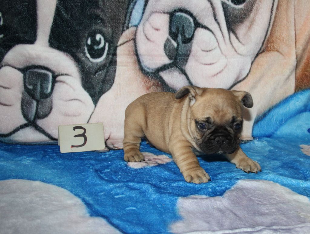 du berger de la vallée des géants - Chiots disponibles - Bouledogue français