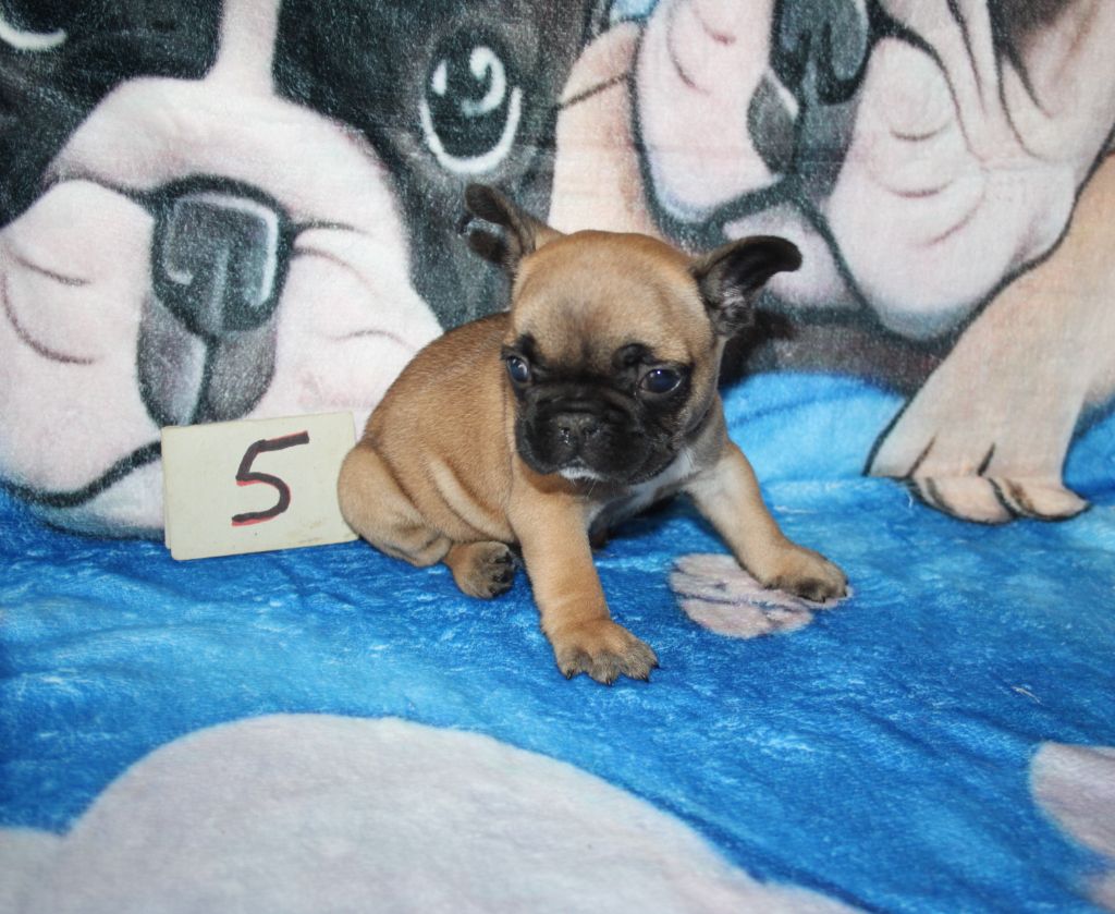 du berger de la vallée des géants - Chiots disponibles - Bouledogue français
