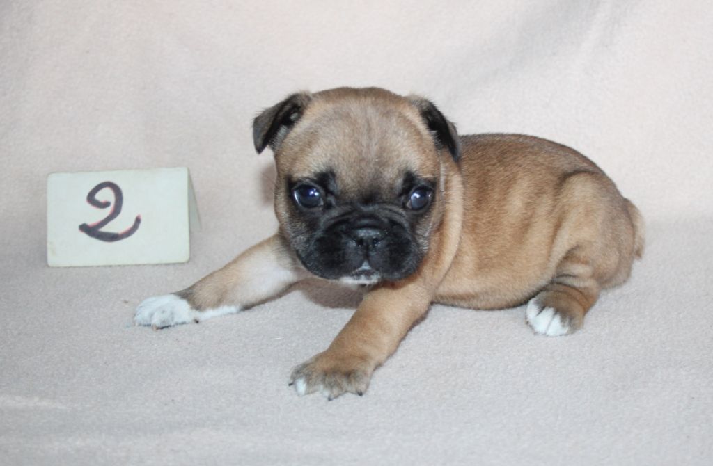 du berger de la vallée des géants - Chiots disponibles - Bouledogue français