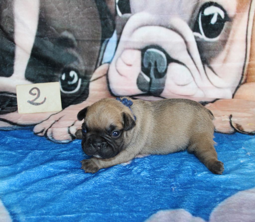 du berger de la vallée des géants - Chiots disponibles - Bouledogue français